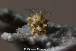 Psychedelic batwing slug (Sagaminopteron psychedelicum)
 by Oksana Maksymova 